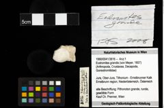 Foto (Objekt + Etiketten) von Eodromites grandis (von Meyer, 1857) 